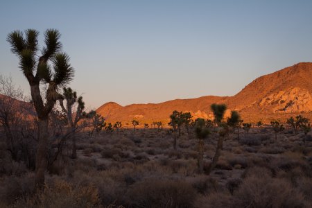 Joshua Tree National Park park tijdens de zonsondergang